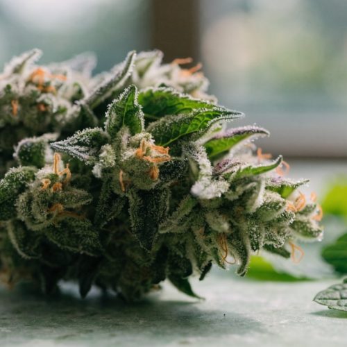 Frosty Kush Mints cannabis bud with orange pistils on a pale green stone surface beside fresh mint leaves