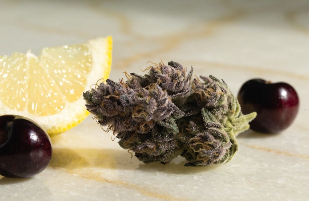 Purple-tinged Lemon Cherry Gelato cannabis bud beside a lemon wedge and fresh dark cherries on a cream marble surface