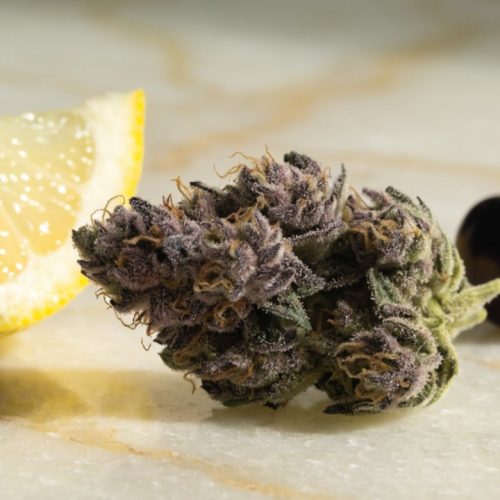 Purple-tinged Lemon Cherry Gelato cannabis bud beside a lemon wedge and fresh dark cherries on a cream marble surface
