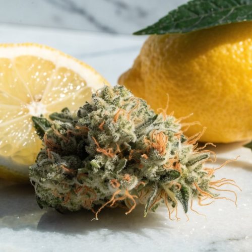 Fluffy light-green Lemon Haze cannabis bud with orange hairs on white marble beside fresh lemon slices