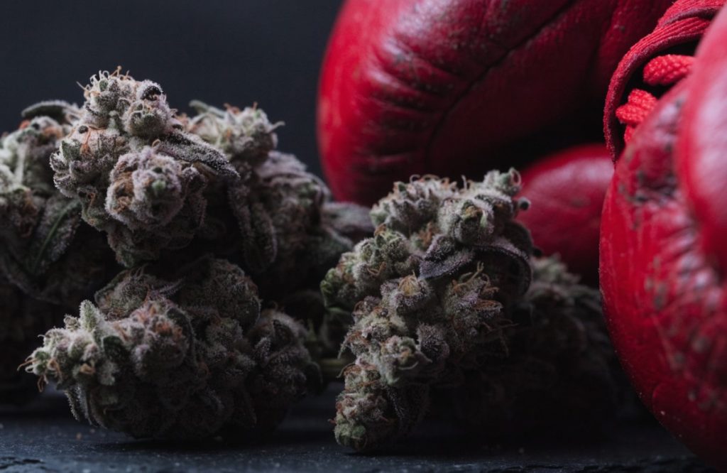 Frosty dark green and purple Mike Tyson indica buds on black slate beside red leather boxing gloves