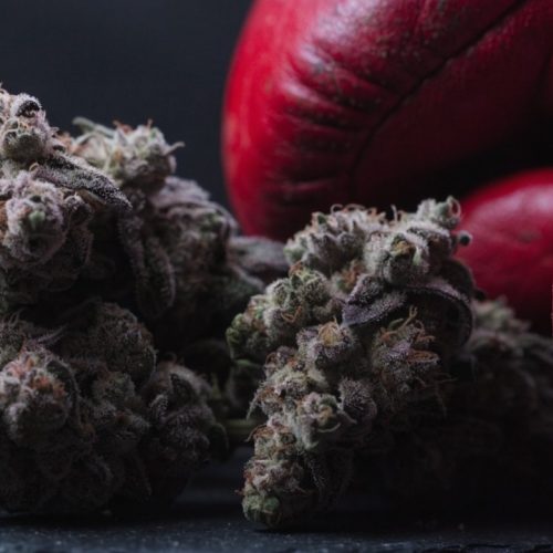Frosty dark green and purple Mike Tyson indica buds on black slate beside red leather boxing gloves