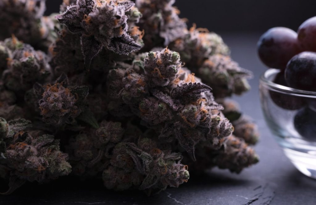 Dense purple and green Purple Drank cannabis buds with orange pistils on dark slate beside a glass bowl of purple grapes