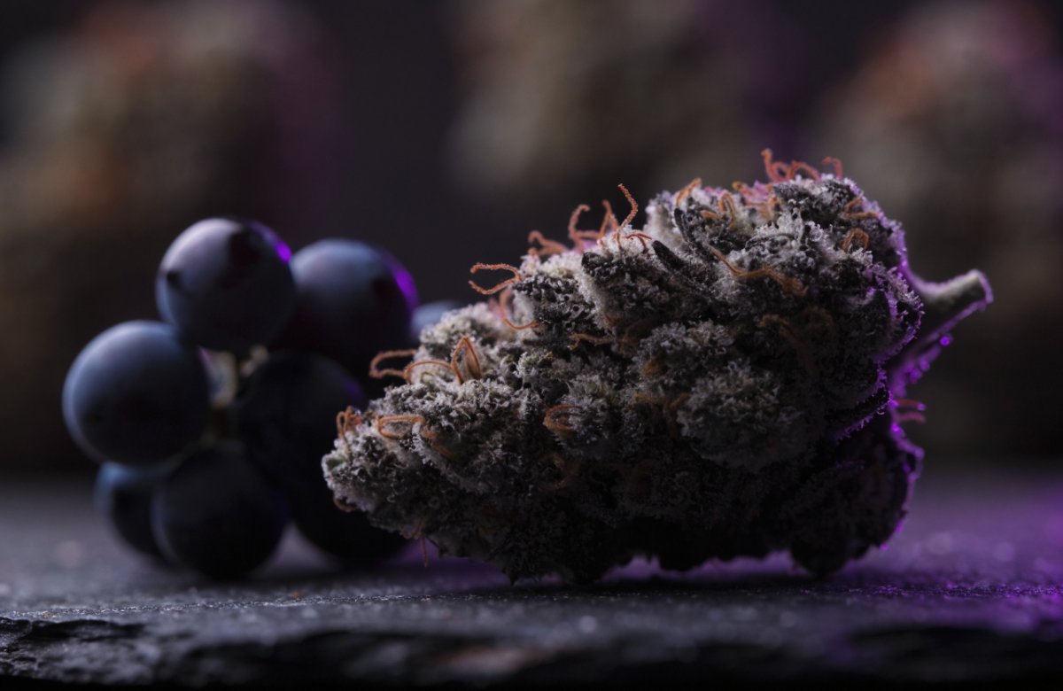 A dense dark purple-grey Purple Kush cannabis bud with frosty trichomes and orange pistils on dark slate beside a bunch of dark grapes under violet light