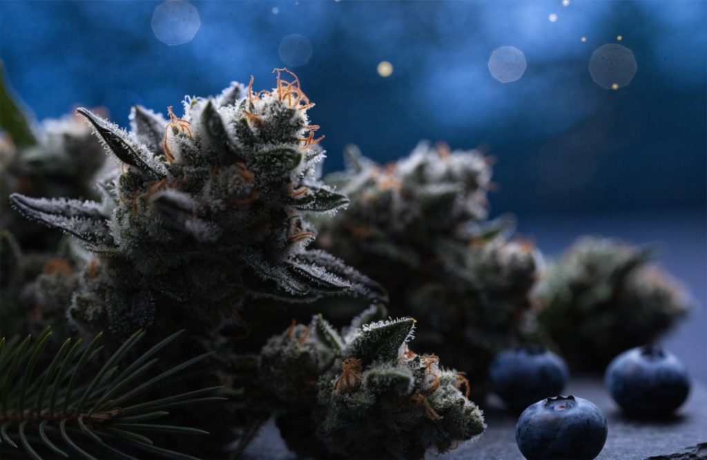 Frosty dark green Skywalker OG cannabis buds with orange hairs on dark slate beside fresh blueberries and a pine sprig under a deep blue night sky