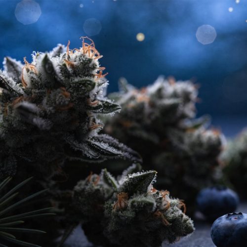 Frosty dark green Skywalker OG cannabis buds with orange hairs on dark slate beside fresh blueberries and a pine sprig under a deep blue night sky