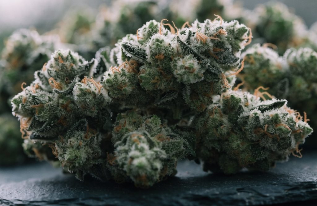 Close-up of frosty Snow Leopard cannabis buds coated in white trichomes on dark slate