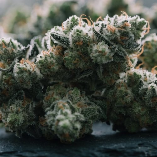 Close-up of frosty Snow Leopard cannabis buds coated in white trichomes on dark slate
