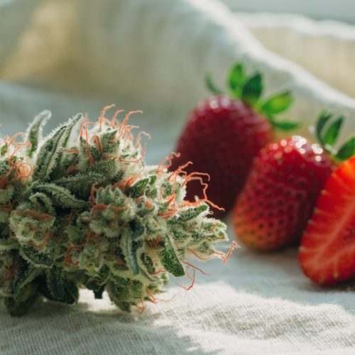 A fluffy light-green Strawberry Cough cannabis bud with red-orange pistils on pale linen beside fresh strawberries, one cut in half