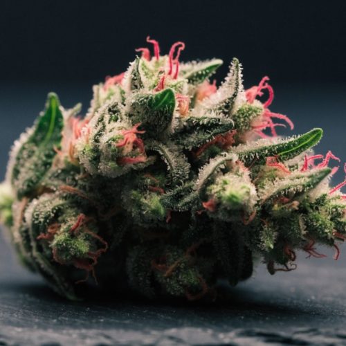Close-up of a dense Tom Ford Pink Kush style indica bud with frosty trichomes and bright pink pistils
