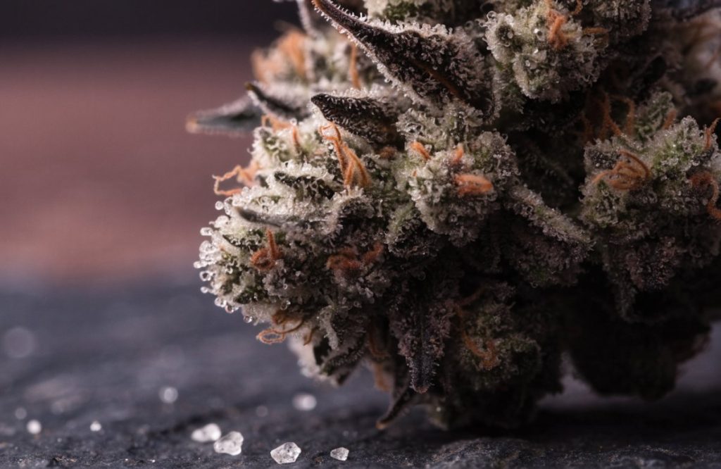 Macro shot of a frost-covered White Truffle style cannabis bud with dark olive and purple tones and orange hairs