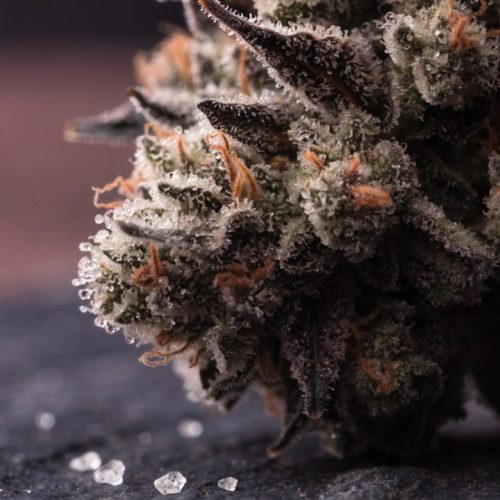 Macro shot of a frost-covered White Truffle style cannabis bud with dark olive and purple tones and orange hairs